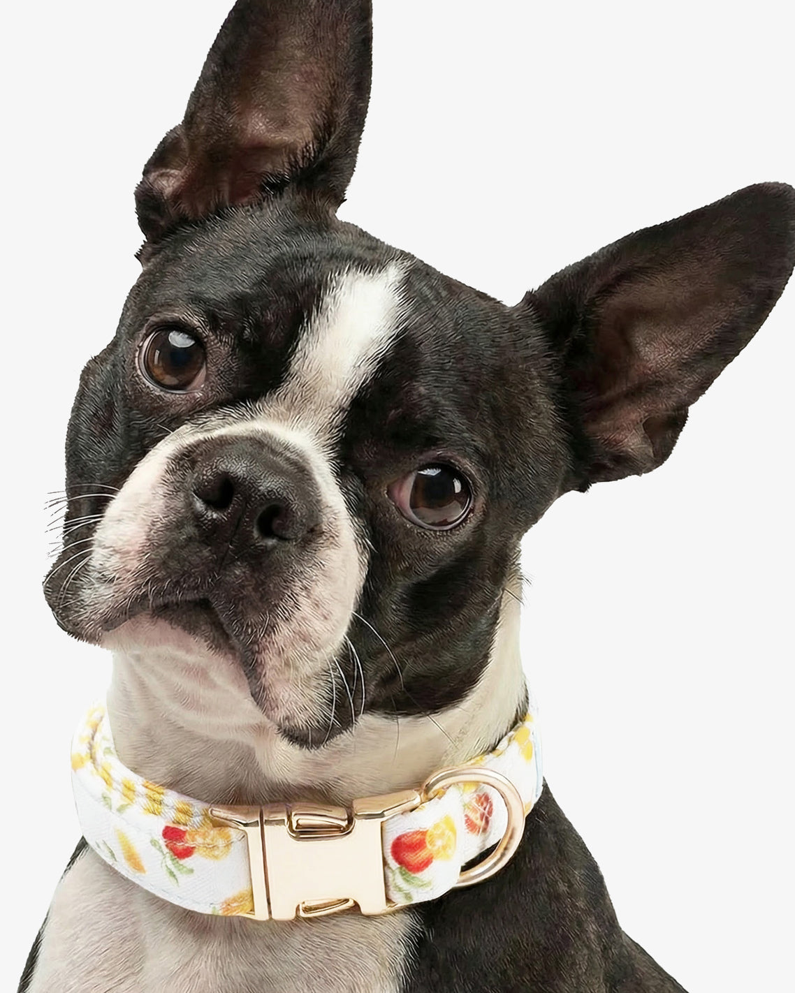 White Watercolor Citrus Collar | Draper James Quality