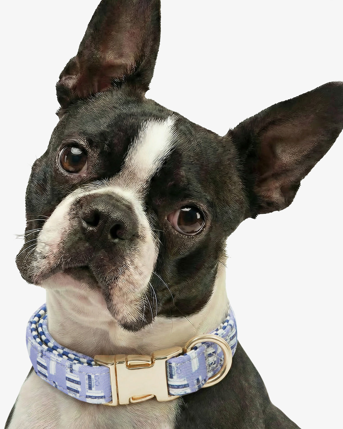 Blue Book Print Collar | Draper James Recommended