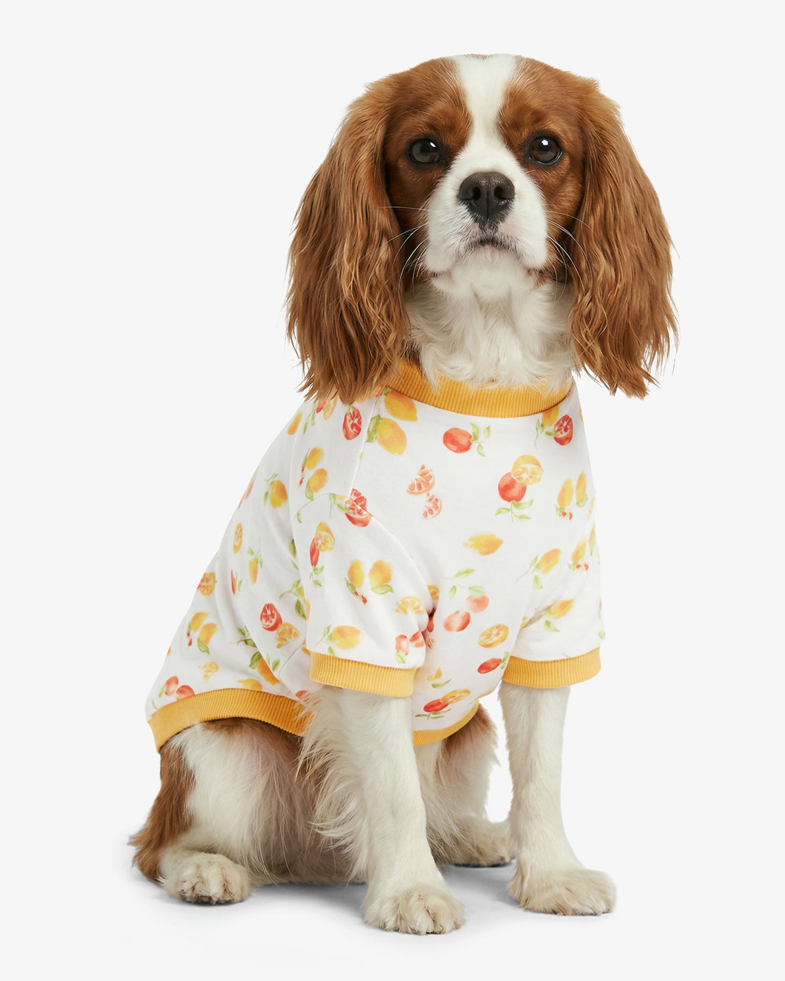 White Watercolor Citrus Sweatshirt | Draper James Essential