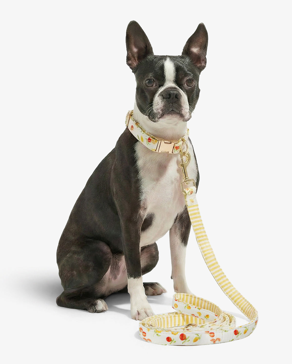 White Watercolor Citrus Leash | Draper James Best Price